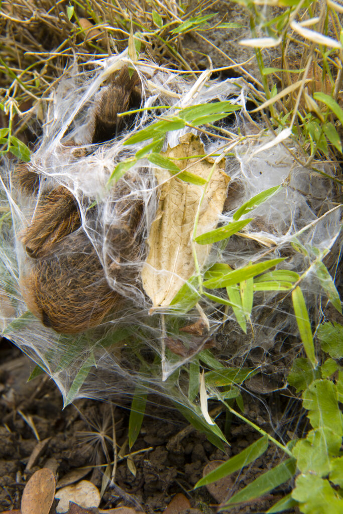 Chile, Valparaíso V, Parque Nacional La Campana. The Chilean rose tarantula (Grammostola rosea) in a spiders web with spider eggs on the floor of the National Park.