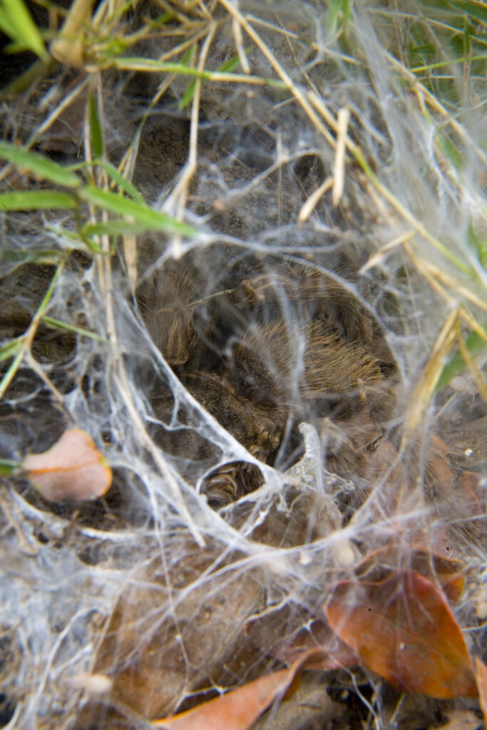 Chile, Valparaíso V, Parque Nacional La Campana. The Chilean rose tarantula (Grammostola rosea) in a spiders web with spider eggs on the floor of the National Park.