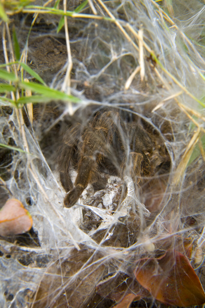 Chile, Valparaíso V, Parque Nacional La Campana. The Chilean rose tarantula (Grammostola rosea) in a spiders web with spider eggs on the floor of the National Park.