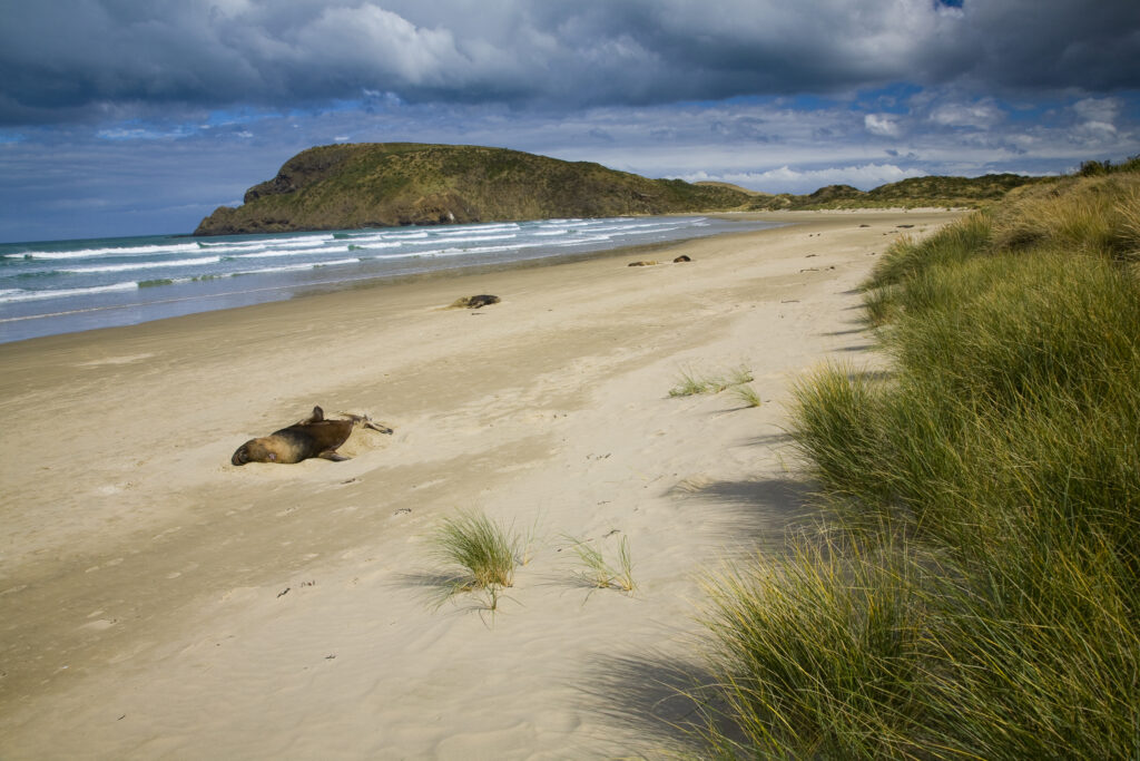New Zealand, Otago, The Catlins. Hooker's Sea Lions resting along the rugged Catlins coast of Cannibal Bay.