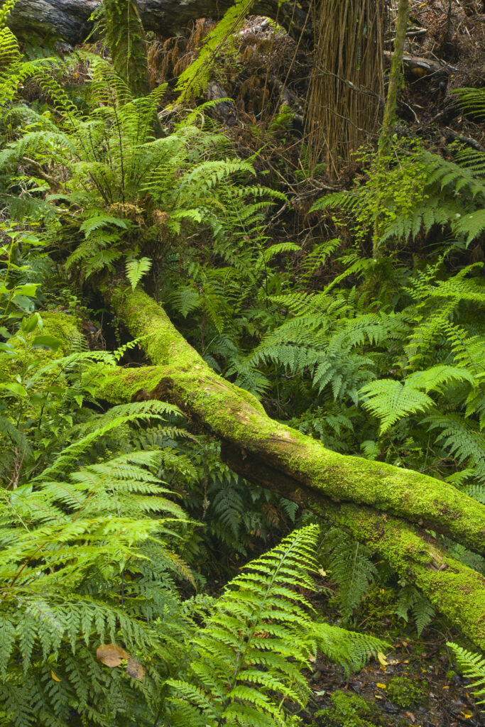New Zealand, Southland, The Catlins. Dense native bush on a tramping trail through the Catlins Forest Park near the town of Papatowai.