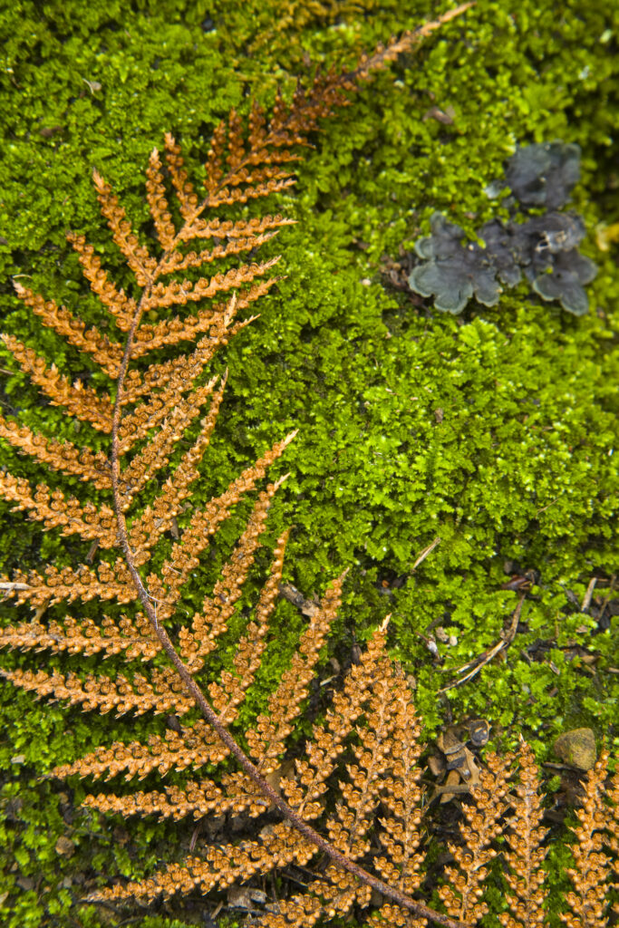 New Zealand, Southland, The Catlins. Detail view of a fern on a bed of moss, in the Catlins Forest Park near the town of Papatowai.