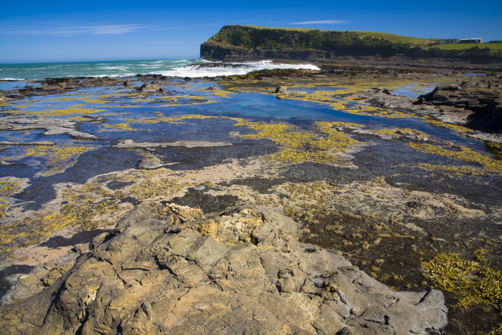 New Zealand, Southland, The Catlins. Curio Bay Petrified Forest, an internationally renowned fossilised forest, dating from the Jurassic period.