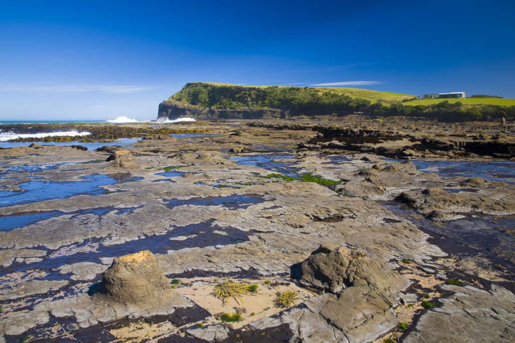 New Zealand, Southland, The Catlins. Curio Bay Petrified Forest, an internationally renowned fossilised forest, dating from the Jurassic period.