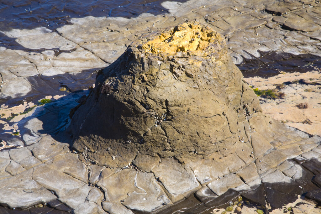 New Zealand, Southland, The Catlins. Curio Bay Petrified Forest, an internationally renowned fossilised forest, dating from the Jurassic period.