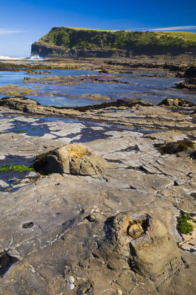 New Zealand, Southland, The Catlins. Curio Bay Petrified Forest, an internationally renowned fossilised forest, dating from the Jurassic period.