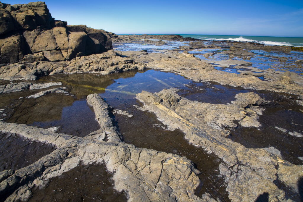 New Zealand, Southland, The Catlins. Curio Bay Petrified Forest, an internationally renowned fossilised forest, dating from the Jurassic period.