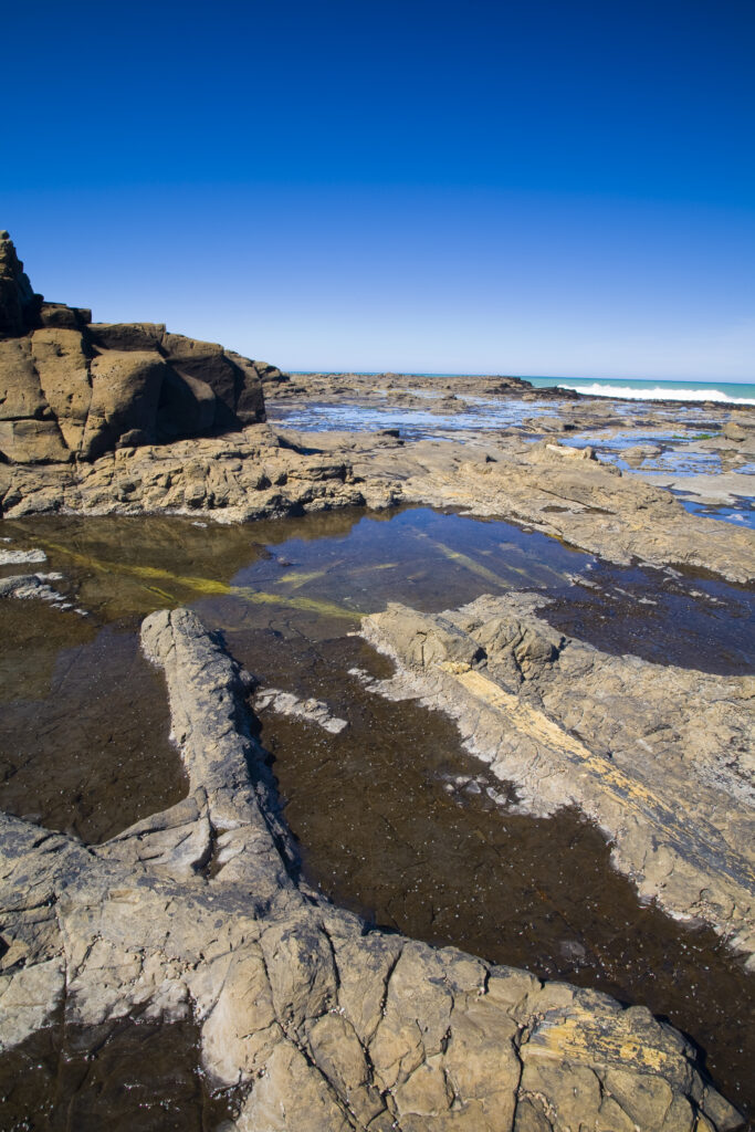 New Zealand, Southland, The Catlins. Curio Bay Petrified Forest, an internationally renowned fossilised forest, dating from the Jurassic period.