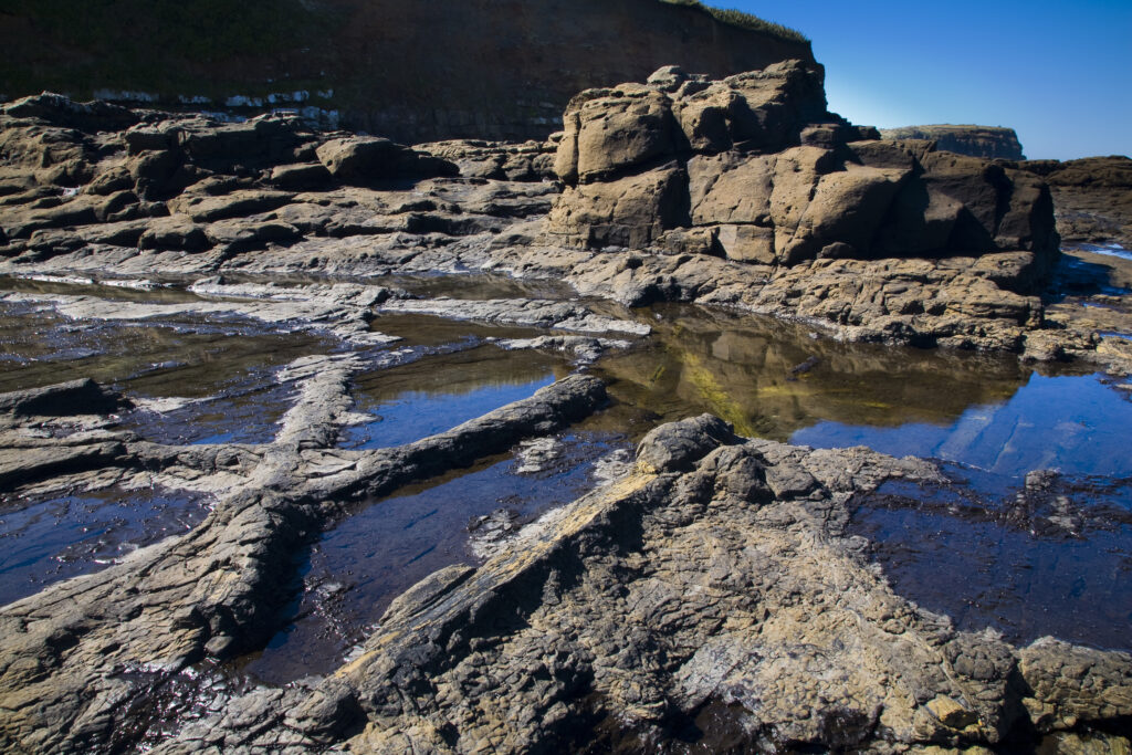 New Zealand, Southland, The Catlins. Curio Bay Petrified Forest, an internationally renowned fossilised forest, dating from the Jurassic period.