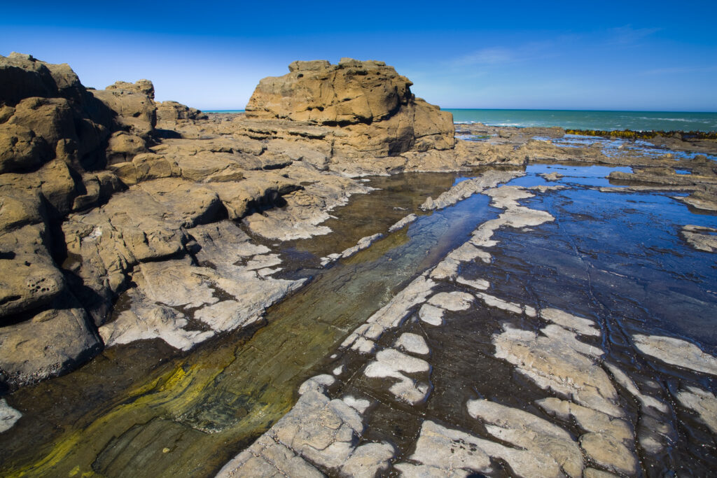 New Zealand, Southland, The Catlins. Curio Bay Petrified Forest, an internationally renowned fossilised forest, dating from the Jurassic period.