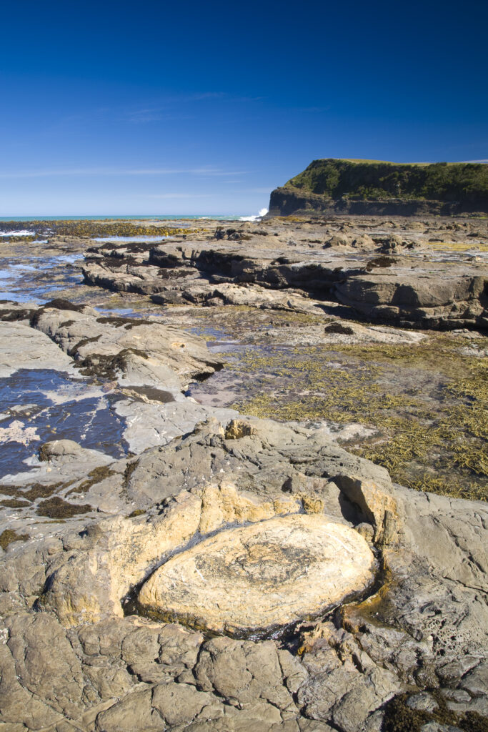 New Zealand, Southland, The Catlins. Curio Bay Petrified Forest, an internationally renowned fossilised forest, dating from the Jurassic period.