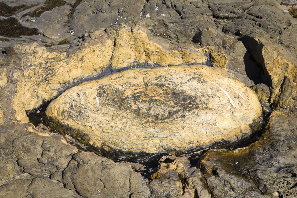 New Zealand, Southland, The Catlins. Curio Bay Petrified Forest, an internationally renowned fossilised forest, dating from the Jurassic period.