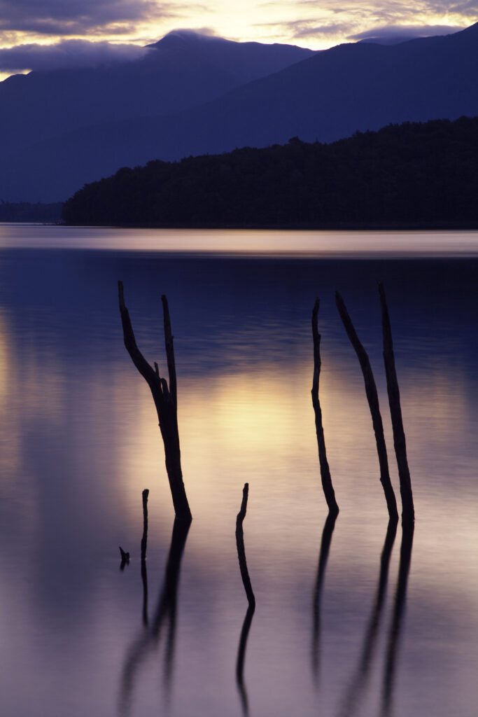 New Zealand, Fiordland, Fiordland National Park. The flooded remnants of trees pierce the tranquil waters of Lake Monowai.