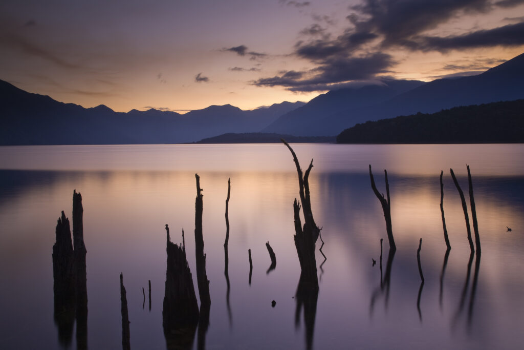 New Zealand, Fiordland, Fiordland National Park. The flooded remnants of trees pierce the tranquil waters of Lake Monowai.