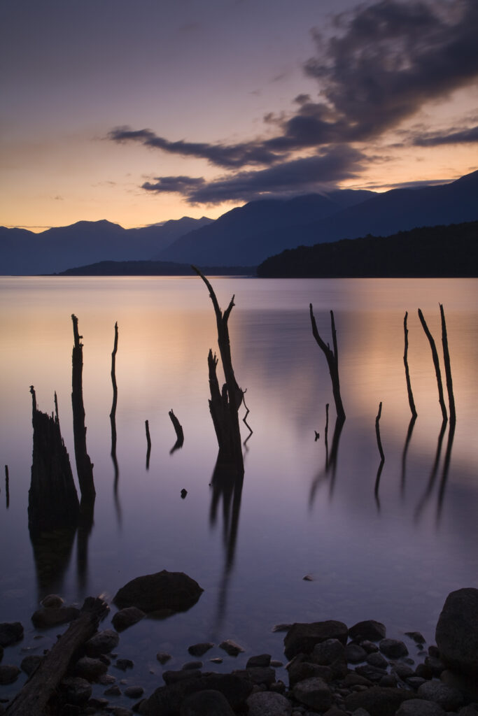 New Zealand, Fiordland, Fiordland National Park. The flooded remnants of trees pierce the tranquil waters of Lake Monowai.
