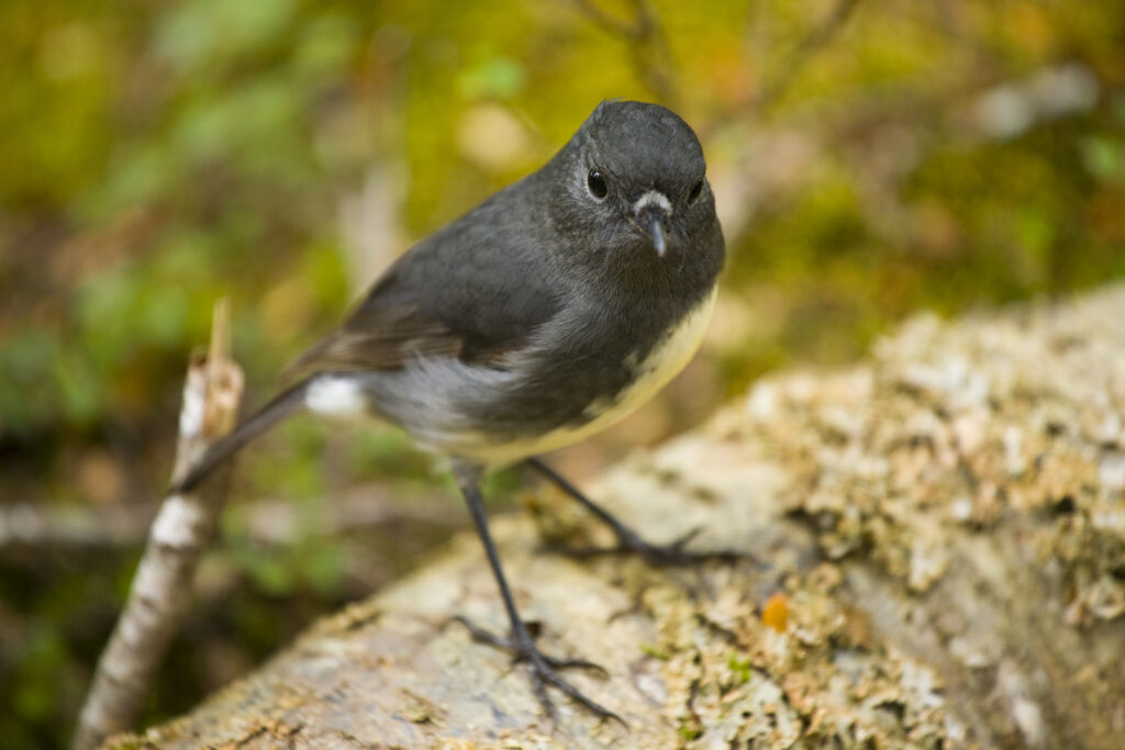 New Zealand, Fiordland, Fiordland National Park. South Island Black Robin in a Fiordland Forest.