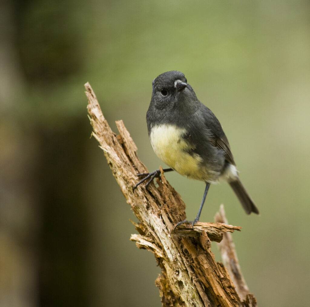 New Zealand, Fiordland, Fiordland National Park. South Island Black Robin in a Fiordland Forest.