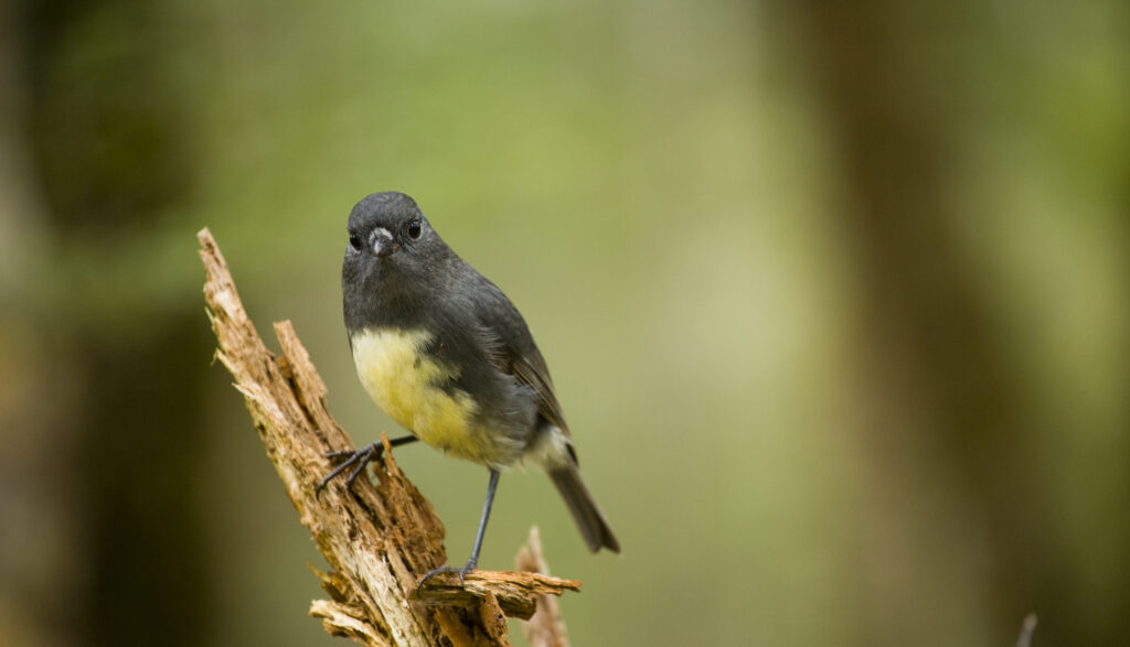 New Zealand, Fiordland, Fiordland National Park. South Island Black Robin in a Fiordland Forest.