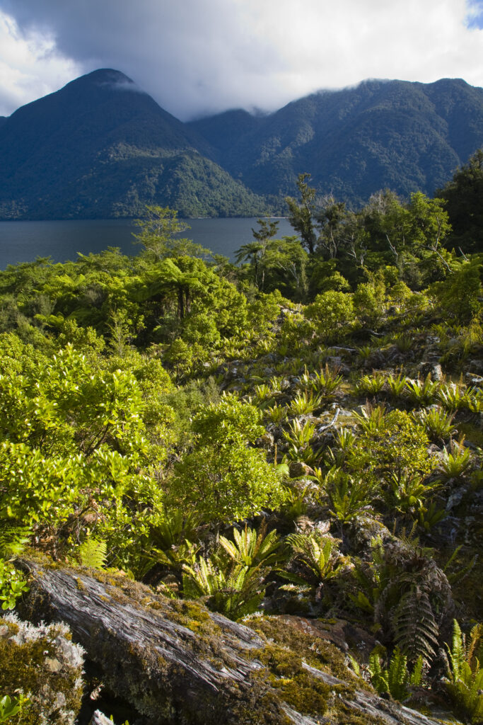 New Zealand, Southland, Fiordland National Park. Typical native bush with cloud covered mountains in the distance, encountered on the Hollyford Track.
