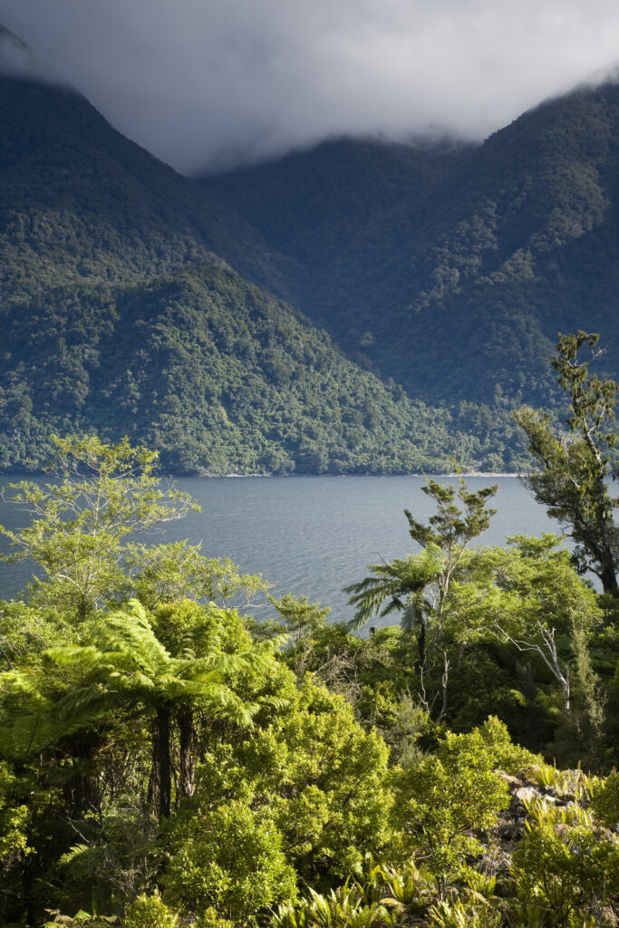 New Zealand, Southland, Fiordland National Park. Typical native bush with cloud covered mountains in the distance, encountered on the Hollyford Track.