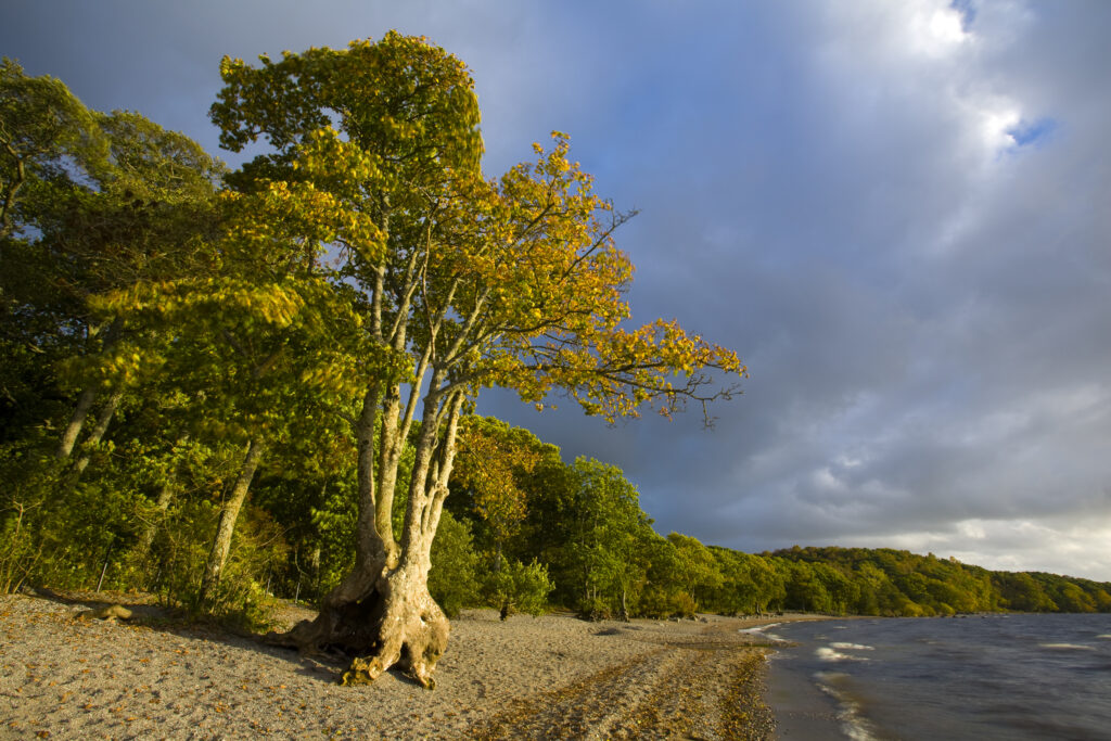 Scotland, Stirling, Loch Lomond and the Trossachs National Park. The autumnal colours of Oak woodlands fringing Loch Lomond at the bay of Milarrochy.