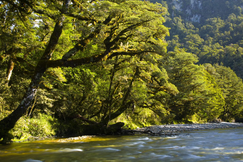 New Zealand, Southland, Fiordland National Park. Shallow waters of the Spey river fringed by woodland.