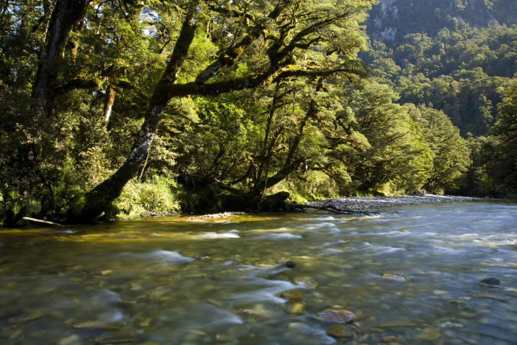 New Zealand, Southland, Fiordland National Park. Shallow waters of the Spey river fringed by woodland.