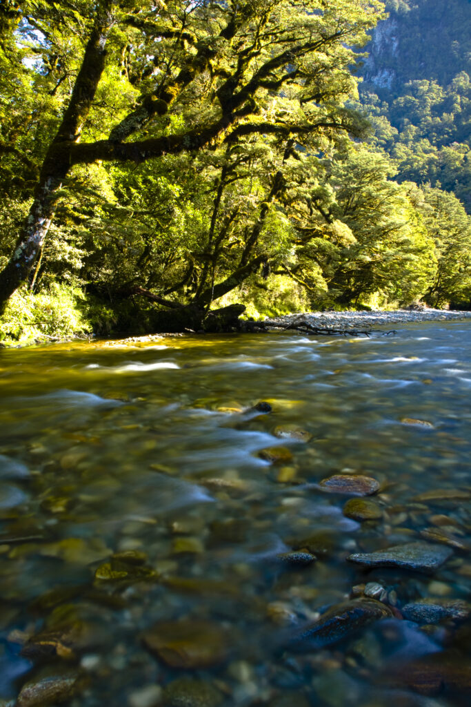 New Zealand, Southland, Fiordland National Park. Shallow waters of the Spey river fringed by woodland.