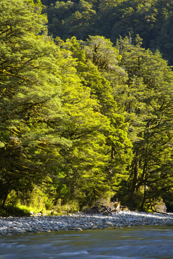 New Zealand, Southland, Fiordland National Park. Shallow waters of the Spey river fringed by woodland.