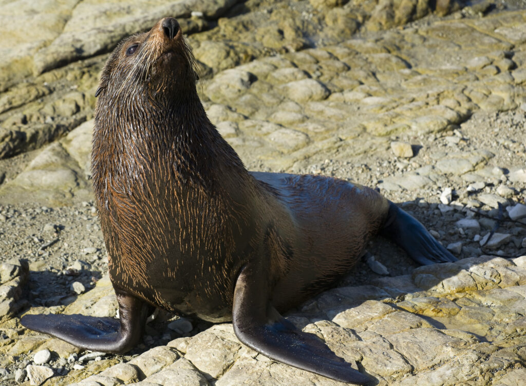 New Zealand, Marlborough, Kaikoura. New Zealand Fur Seal photographed at the local seal colony.