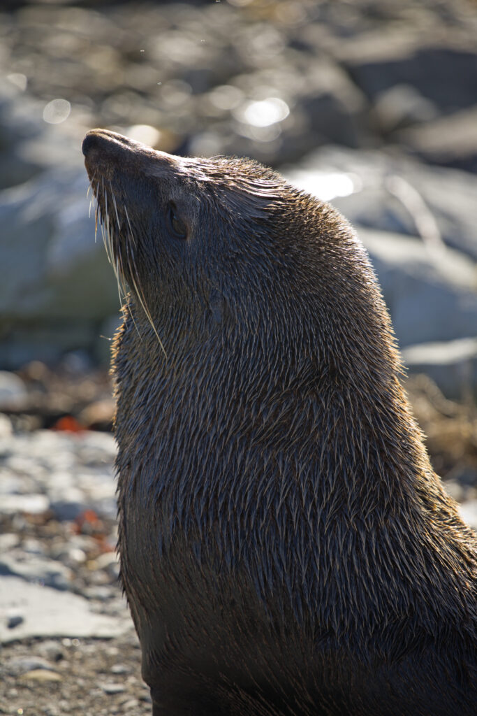 New Zealand, Marlborough, Kaikoura. New Zealand Fur Seal photographed at the local seal colony.