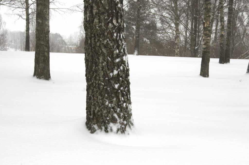Norway, Oslo, Oslo City. Snow covered trees in Oslo forest, near Bogstad camping in Oslo city.