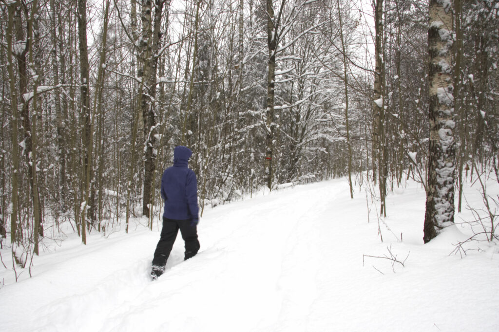Norway, Oslo, Oslo City. Female hiker walking along forest path, in snow covered woodland in Oslo Forest near Bogstad Camping.