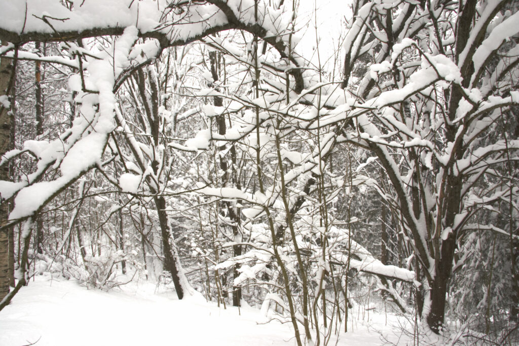 Norway, Oslo, Oslo City. Snow covered trees in Oslo forest, near Bogstad camping in Oslo city.