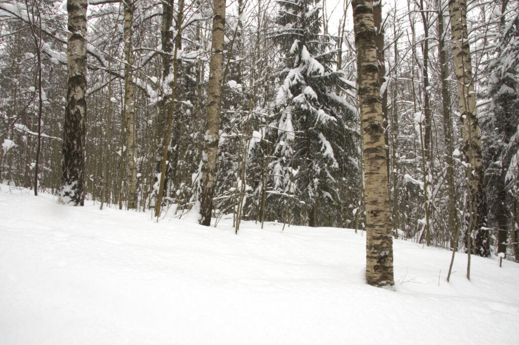 Norway, Oslo, Oslo City. Snow covered trees in Oslo forest, near Bogstad camping in Oslo city.