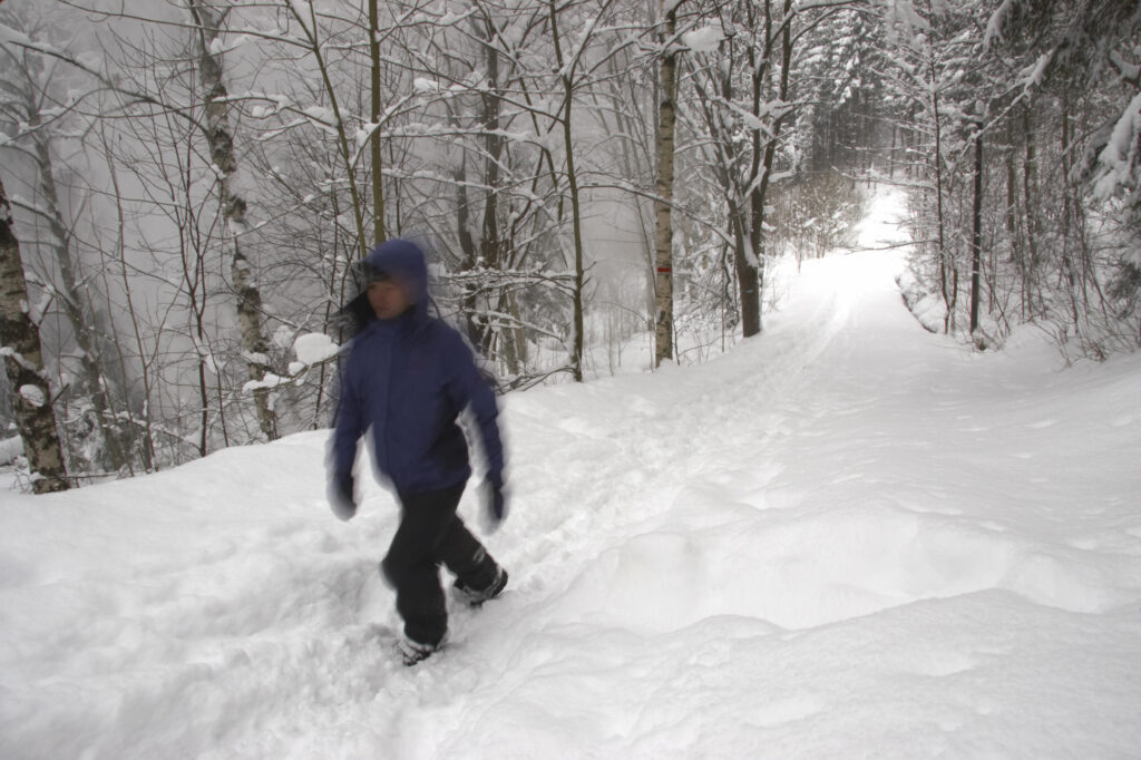 Norway, Oslo, Oslo City. Female hiker walking along forest path, in snow covered woodland in Oslo Forest near Bogstad Camping.
