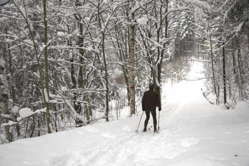 Norway, Oslo, Oslo City. Cross country skiers ski through snow covered woodland in Oslo Forest near Bogstad Camping.