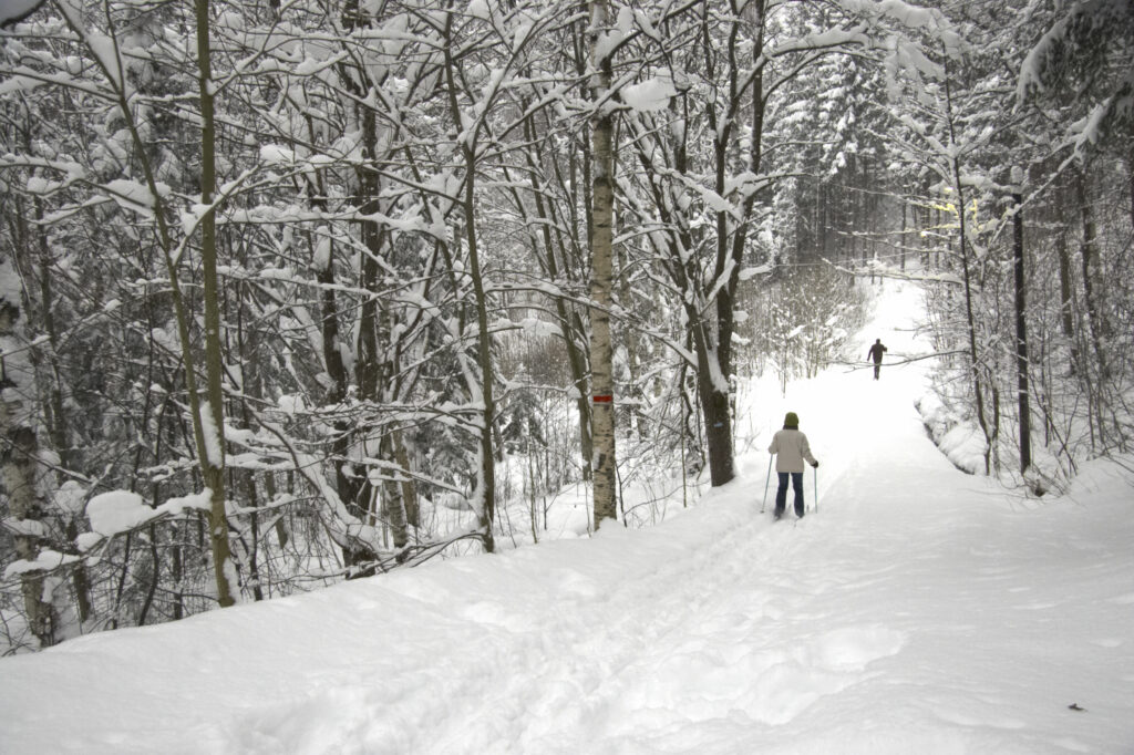Norway, Oslo, Oslo City. Cross country skiers ski through snow covered woodland in Oslo Forest near Bogstad Camping.