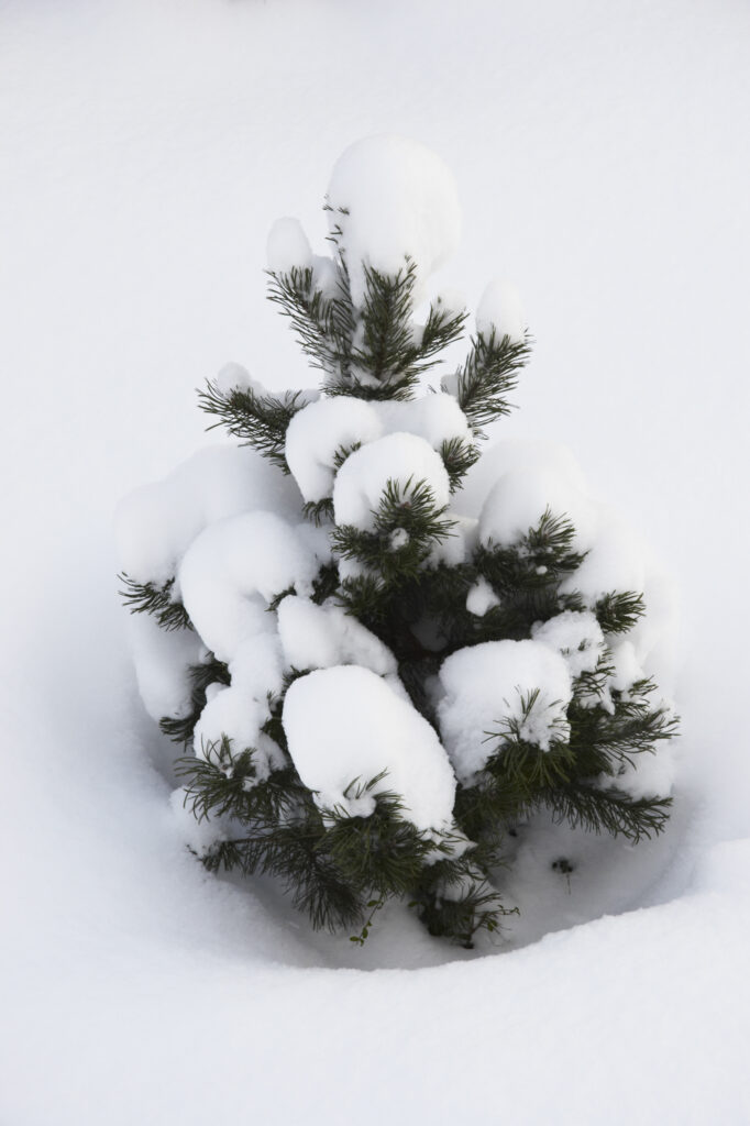 Norway, Oslo, Oslo City. Young tree aside a country road after a heavy snowfall near the Tryvann Ski field in the Oslo forest