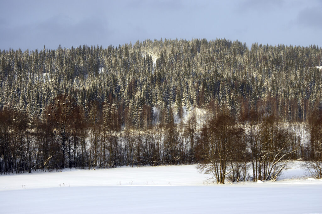 Norway, Oslo, Oslo City. A heavy snowfall transforms the woodland and hills near the Tryvann Ski field.