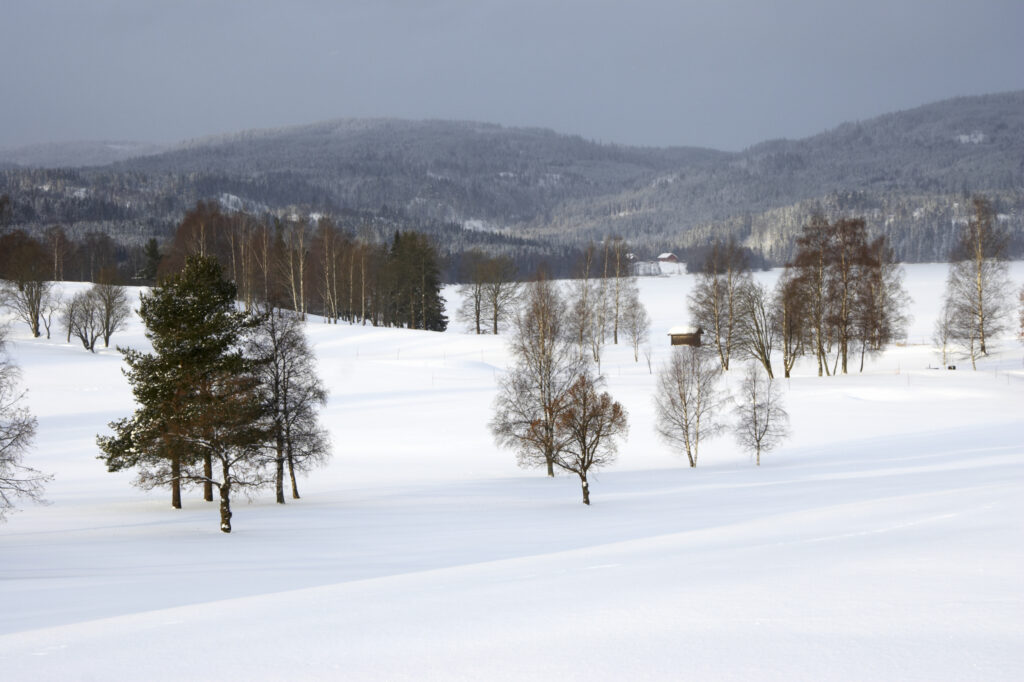 Norway, Oslo, Oslo City. A winter scene of forest and snow after a heavy snowfall nr Bogstad camping and the Tryvann Ski field