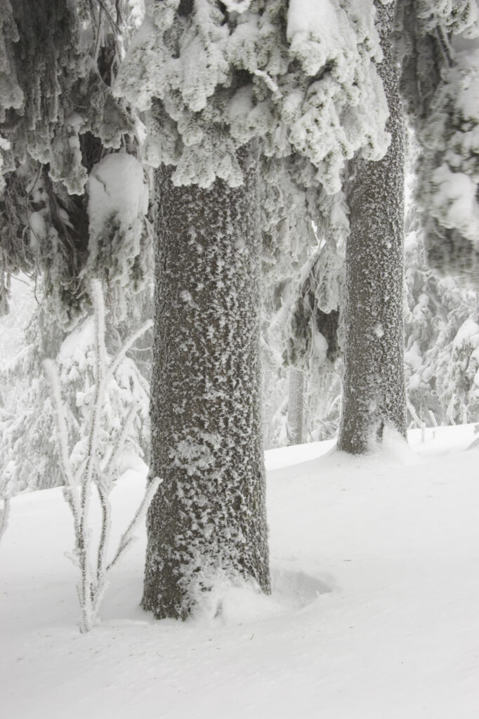 Norway, Oslo, Holmenkollen. Snow covered trees found in the Holmenkollen area near to the Tryvann Ski-field.