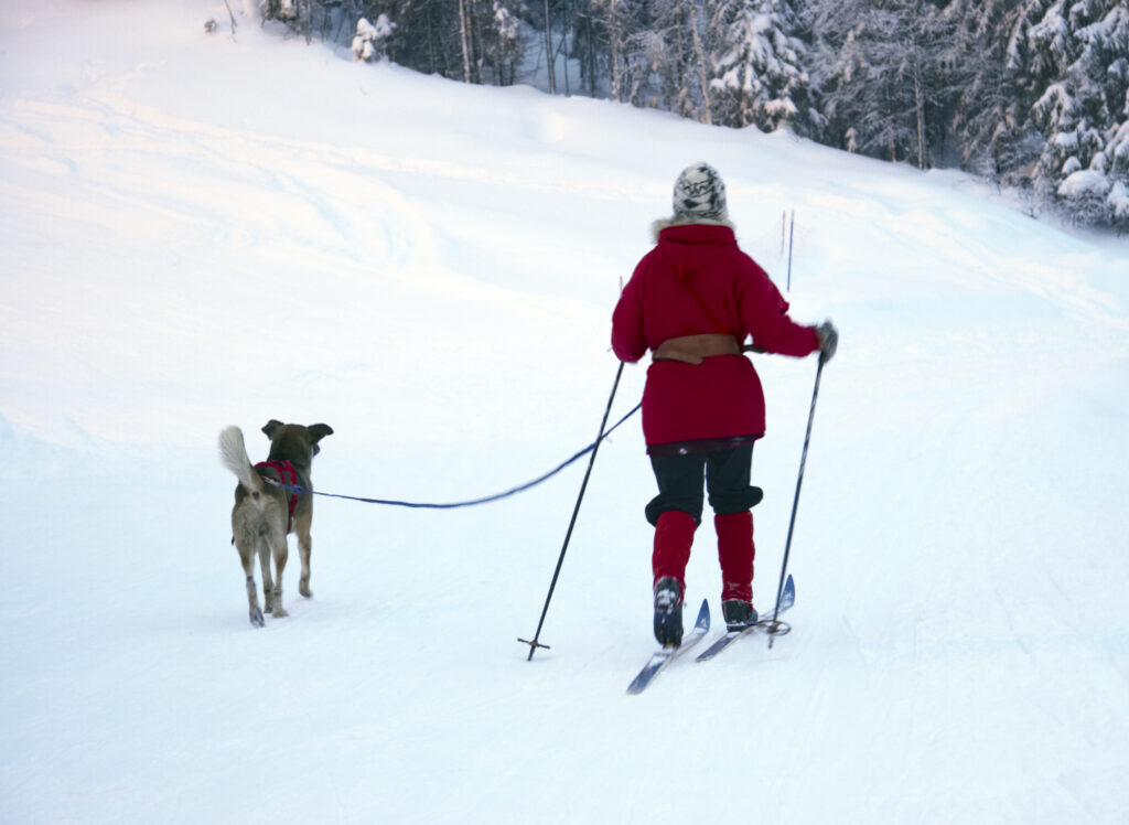 Norway, Oslo, Holmenkollen. A female cross country skier and her dog, skiing in the Tryvann Skifield