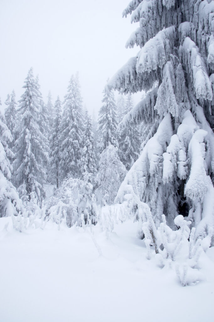 Norway, Oslo, Holmenkollen. Snow covered trees found in the Holmenkollen area near to the Tryvann Ski-field.