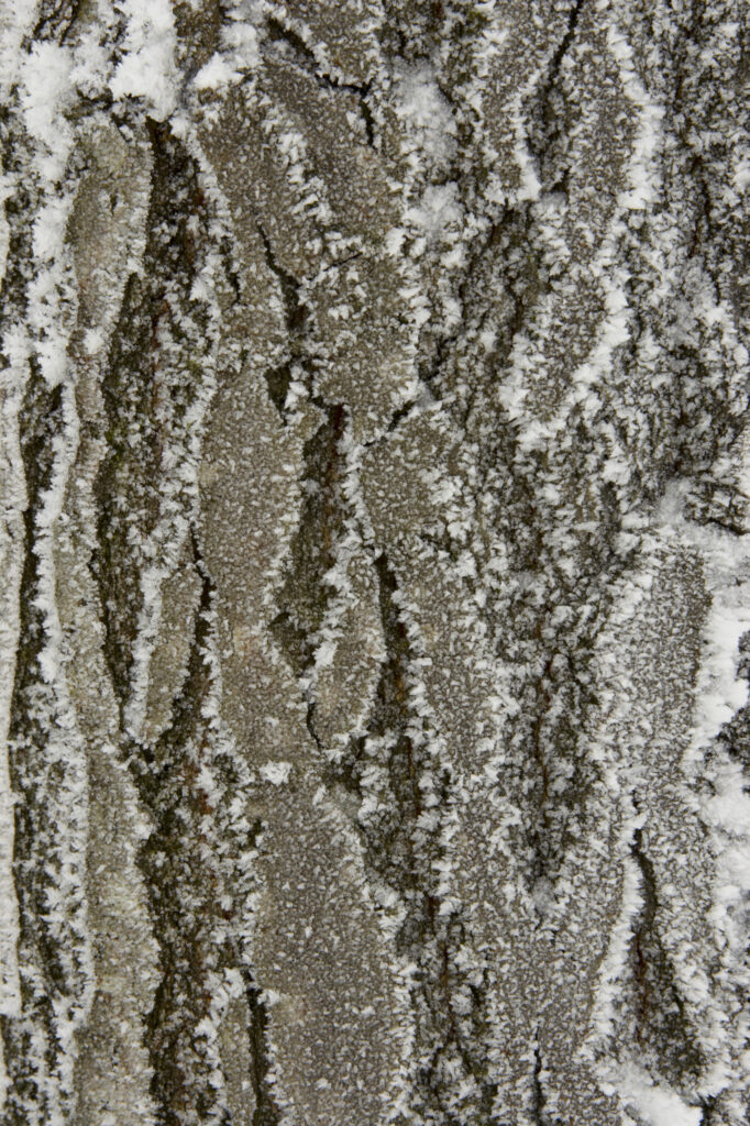 Norway, Oslo, Holmenkollen. Detail study of tree bark with frost, found in the Holmenkollen area near to the Tryvann Ski-field.