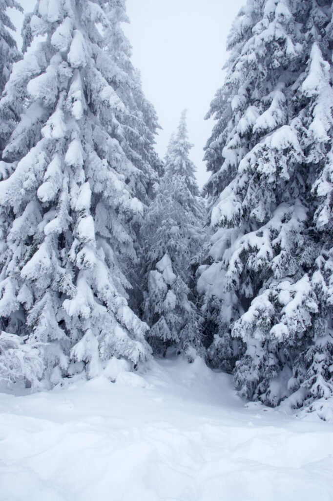 Norway, Oslo, Holmenkollen. Snow covered trees found in the Holmenkollen area near to the Tryvann Ski-field.
