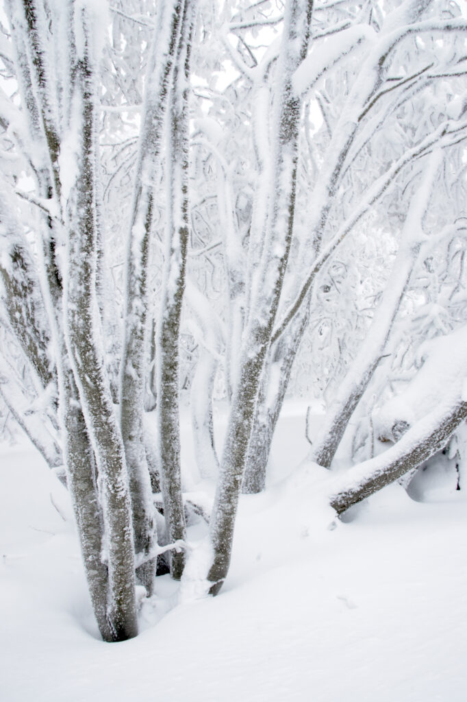 Norway, Oslo, Holmenkollen. Snow covered trees found in the Holmenkollen area near to the Tryvann Ski-field.