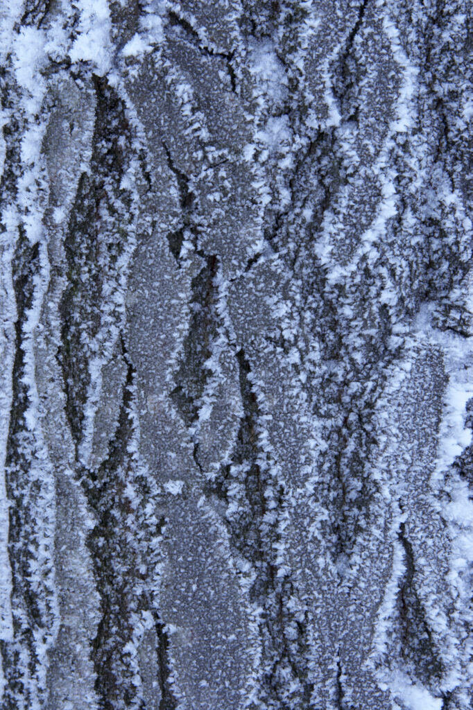 Norway, Oslo, Holmenkollen. Detail study of tree bark with frost, found in the Holmenkollen area near to the Tryvann Ski-field.