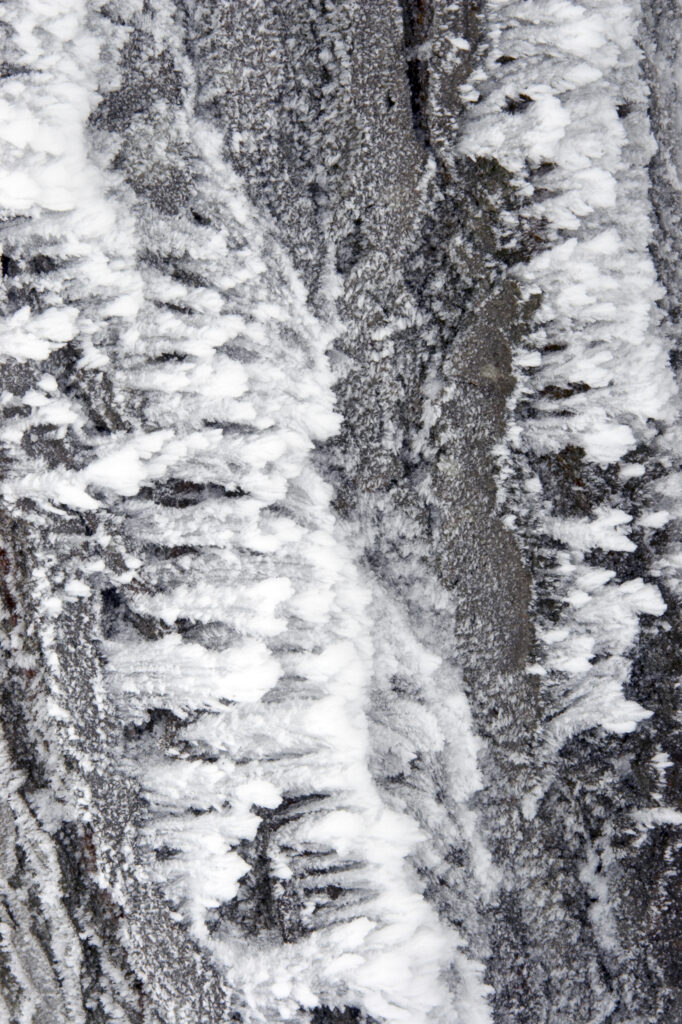 Norway, Oslo, Holmenkollen. Detail study of tree bark with frost, found in the Holmenkollen area near to the Tryvann Ski-field.
