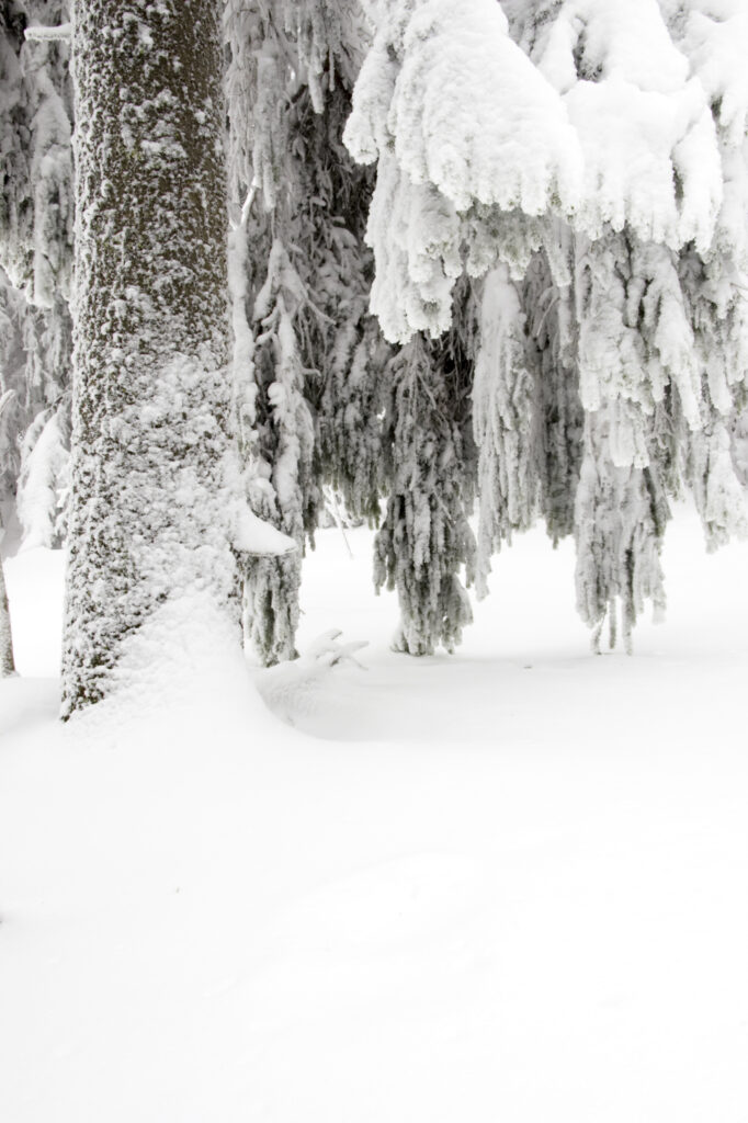 Norway, Oslo, Holmenkollen. Snow covered trees found in the Holmenkollen area near to the Tryvann Ski-field.